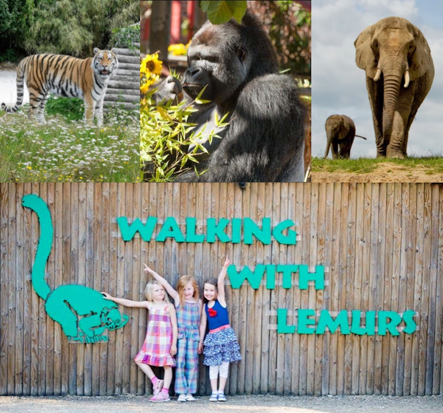 Howletts 02