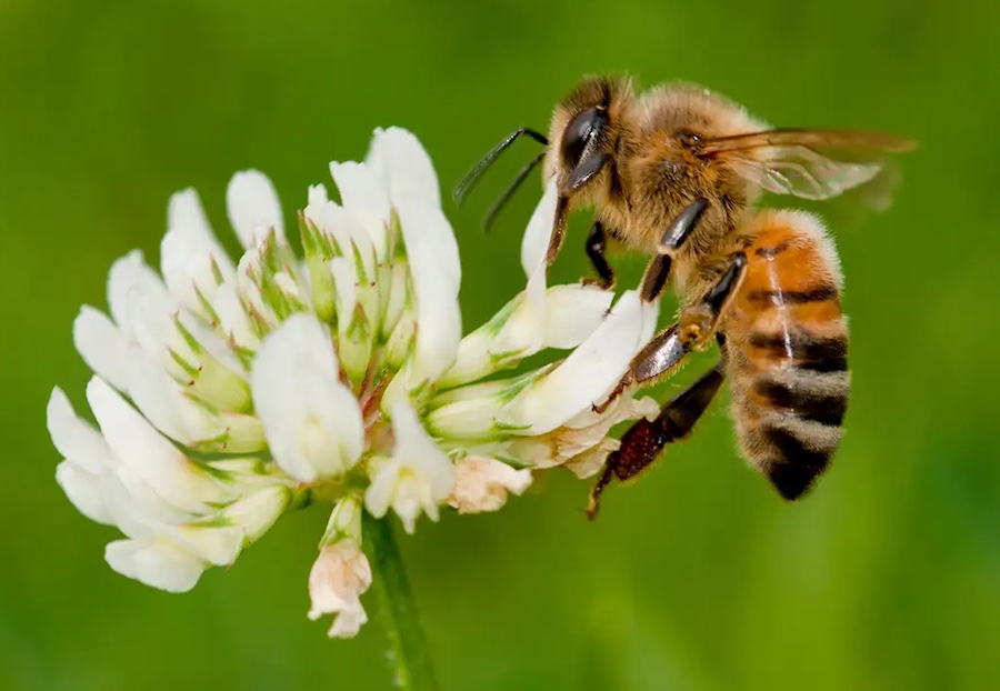 Honeybee